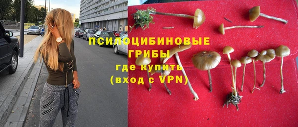 прущие грибы Волоколамск